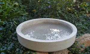 Ett enkelt fågelbad diy i betong, fyllt med vatten och omgivet av grönska.