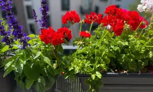 Färgglada blommor på balkong i solsken. Röda pelargoner och lila salvia skapar en vacker sommarscen.