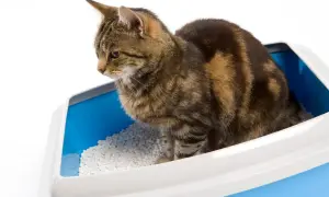 En randig katt sitter i en blå kattlåda med vit klumpbildande kattsand. En diskret lösning för att bygga in kattlåda.
