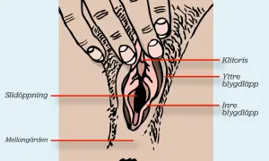 Illustration av kvinnlig anatomi med fingrar som stimulerar klitoris, vilket leder till orgasm.