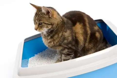 En randig katt sitter i en blå kattlåda med vit klumpbildande kattsand. En diskret lösning för att bygga in kattlåda.