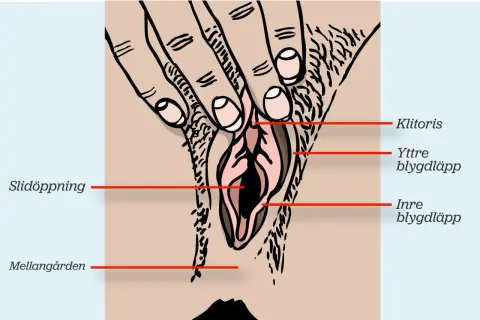 Illustration av kvinnlig anatomi med fingrar som stimulerar klitoris, vilket leder till orgasm.