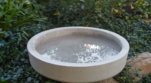 Ett enkelt fågelbad diy i betong, fyllt med vatten och omgivet av grönska.