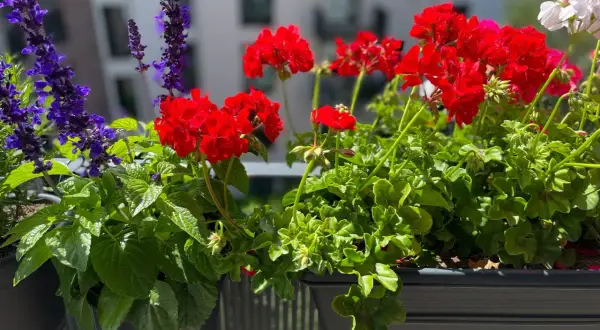Färgglada blommor på balkong i solsken. Röda pelargoner och lila salvia skapar en vacker sommarscen.