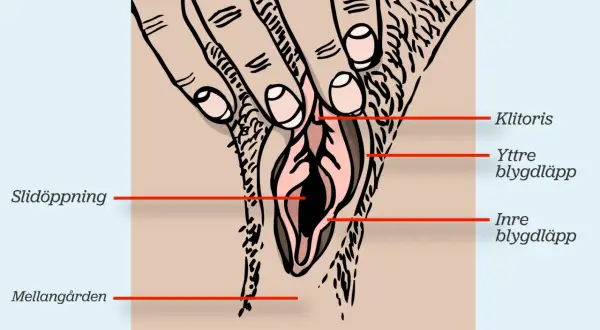 Illustration av kvinnlig anatomi med fingrar som stimulerar klitoris, vilket leder till orgasm.