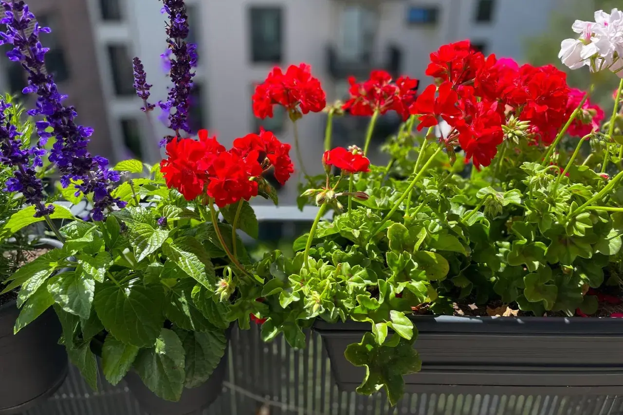 Färgglada blommor på balkong i solsken. Röda pelargoner och lila salvia skapar en vacker sommarscen.