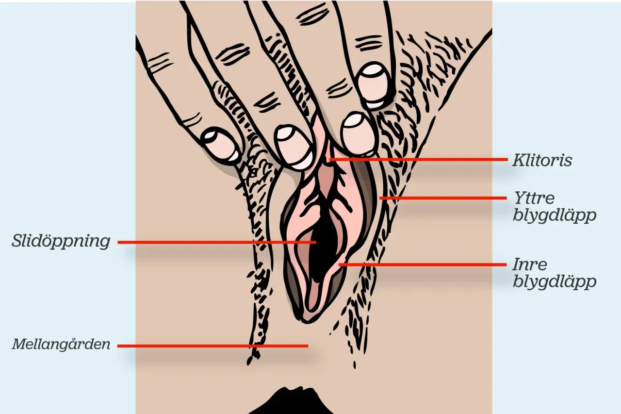 Illustration av kvinnlig anatomi med fingrar som stimulerar klitoris, vilket leder till orgasm.