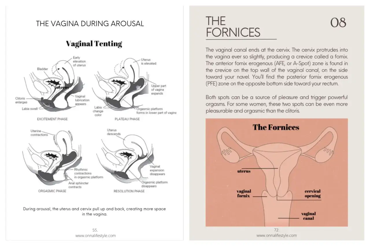 Illustrationer visar vaginan under upphetsning, med fokus p&aring; orgasmiska plattformen och fornix som kan bidra till en orgasm hos kvinnor.