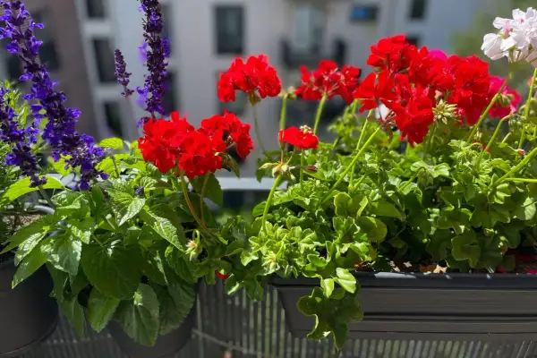 Färgglada blommor på balkong i solsken. Röda pelargoner och lila salvia skapar en vacker sommarscen.