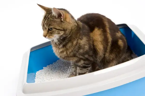 En randig katt sitter i en blå kattlåda med vit klumpbildande kattsand. En diskret lösning för att bygga in kattlåda.